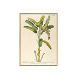 ポスター MUSA CAUDICE VIRIDI FRUCTU LONGIORE FALCATO ANGULOFO / 30×40cm / オークフレーム 