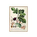 ポスター FICUS FOLIIS PALMATIS / 30×40cm / オークフレーム 