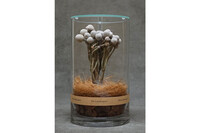 DRY CYLINDER with LID　Banksia Coccinea 