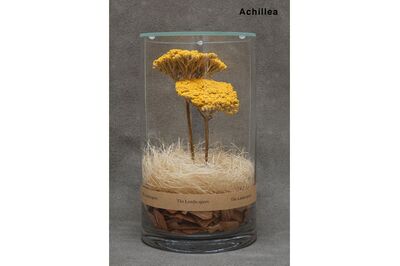 DRY CYLINDER with LID　Achillea アキレア
