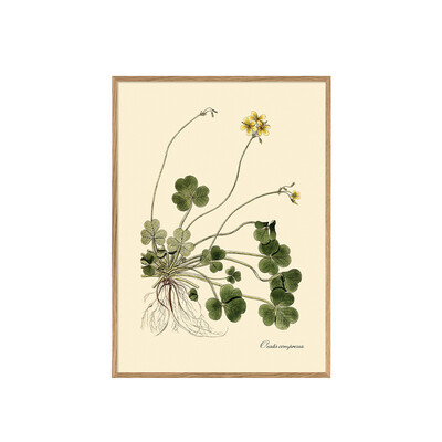 ポスター OXALIS COMPRESSA / 30×40cm / オークフレーム 