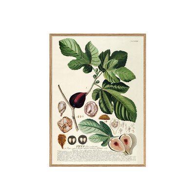 ポスター FICUS FOLIIS PALMATIS / 30×40cm / オークフレーム 