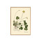 ポスター OXALIS COMPRESSA / 30×40cm / オークフレーム 