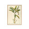 ポスター MUSA CAUDICE VIRIDI FRUCTU LONGIORE FALCATO ANGULOFO / 30×40cm / オークフレーム 