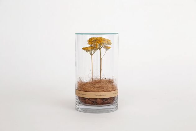 DRY CYLINDER with LID　Achillea 