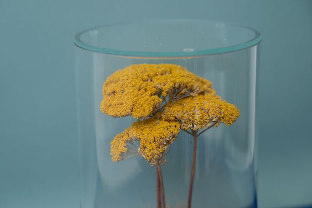 DRY CYLINDER with LID　Achillea 