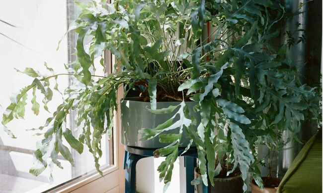 リーヒティエ プラントポットS / TypeA - ブルー 