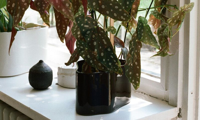 リーヒティエ プラントポットS / TypeB - ブルー 