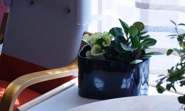 リーヒティエ プラントポットS / TypeB - ブルー 