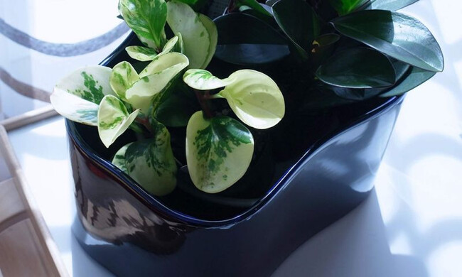 リーヒティエ プラントポットS / TypeB - ブルー 