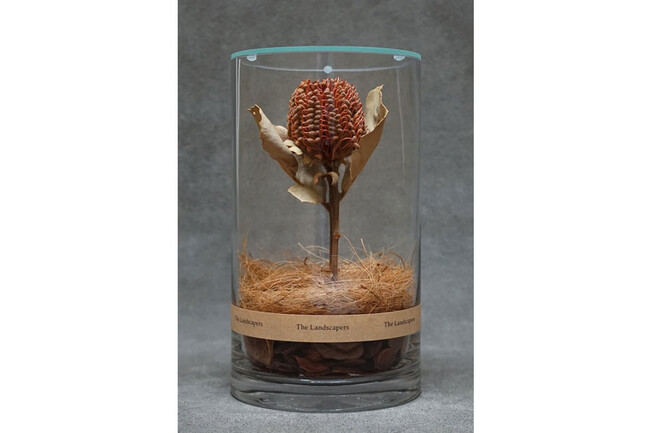 DRY CYLINDER with LID　Banksia Coccinea 