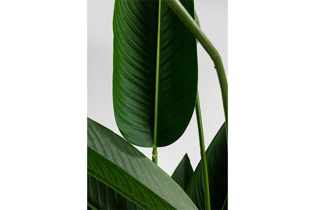 パラダイスフラワー 190cm デコプラント 