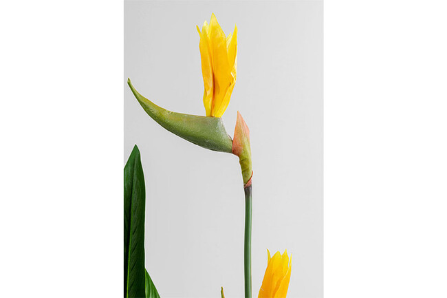 パラダイスフラワー 190cm デコプラント 