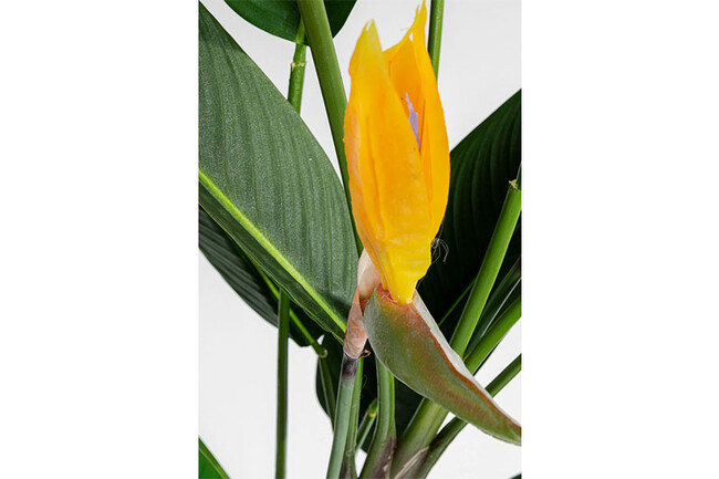 パラダイスフラワー 190cm デコプラント 