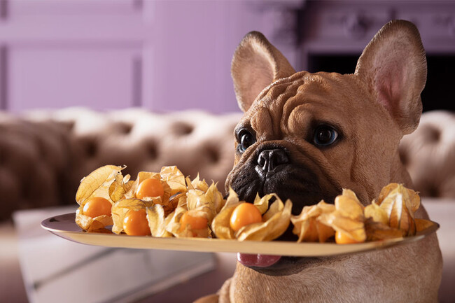 バトラーフレンチ デコフィギア 