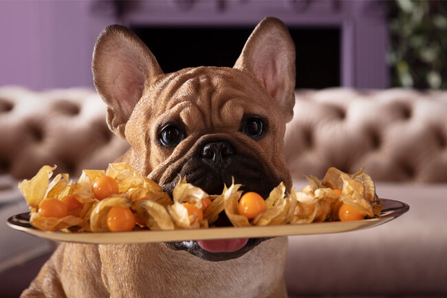 バトラーフレンチ デコフィギア 