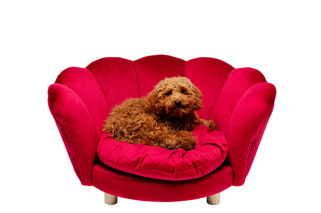 ウォーターリリー レッド ドッグ/キャット ベッド * 