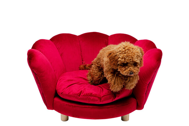 ウォーターリリー レッド ドッグ/キャット ベッド * 