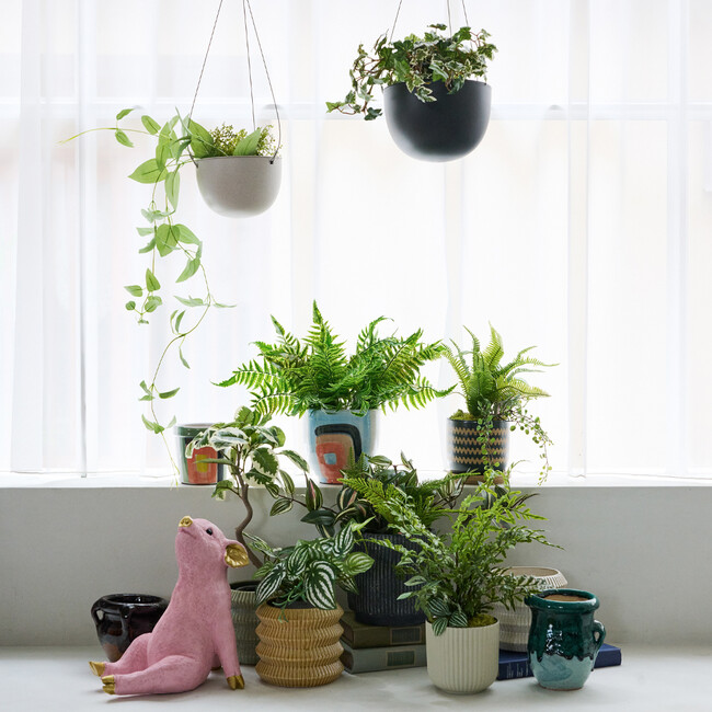 チラックス ピッグ マネーボックス 