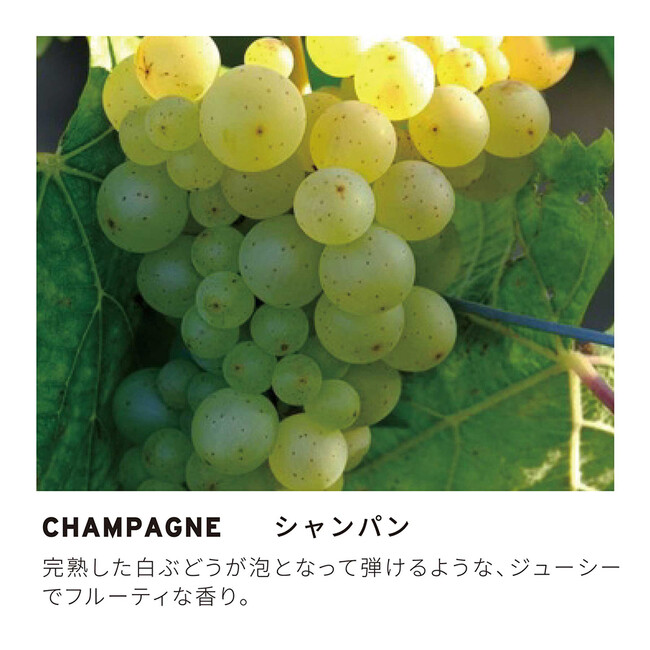 AirDiffuser カートリッジ シャンパン