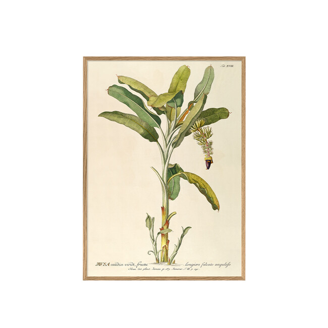 ポスター MUSA CAUDICE VIRIDI FRUCTU LONGIORE FALCATO ANGULOFO / 30×40cm / オークフレーム 